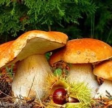 Схема вышивки «Грибочки»