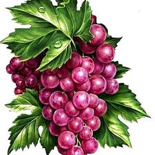 Схема вышивки «Виноград»