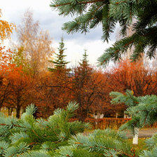 Осень в лесу