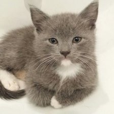 Схема вышивки «Марго»