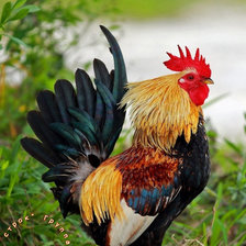 Схема вышивки «символ 2017 года»