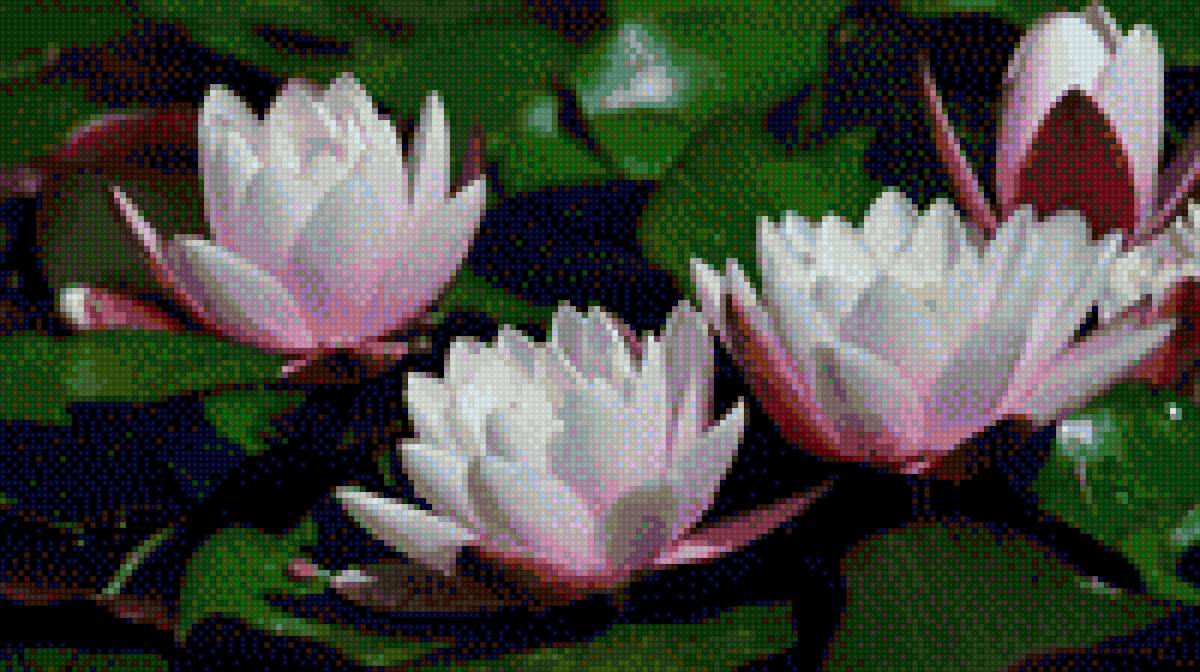 Лотос - лотос, природа - предпросмотр