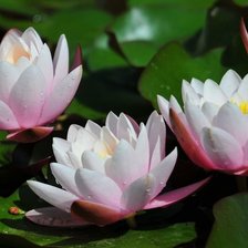 Схема вышивки «Лотос»