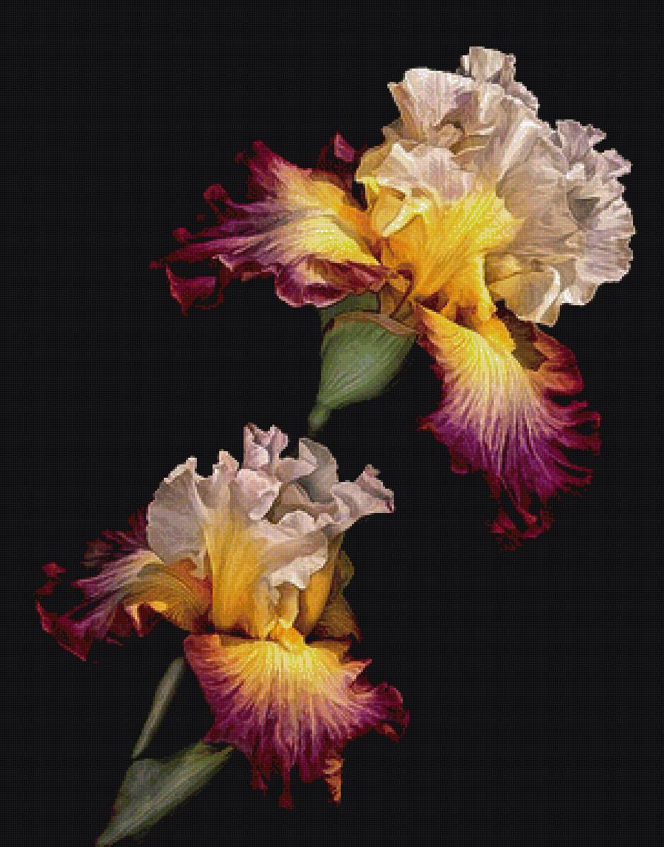 Гордые цветы. - букет, король цветов, ирис, на черном фоне - предпросмотр