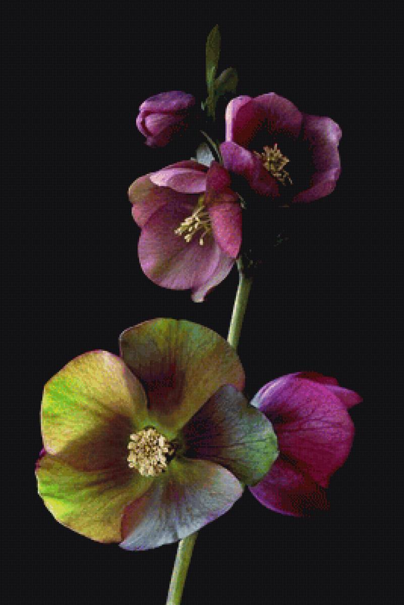 Очарование. - цветы, весна, на черном фоне - предпросмотр