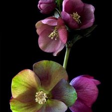 Схема вышивки «Очарование.»