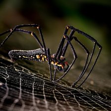 Схема вышивки «Паук-золотопряд»