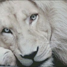 Схема вышивки «белый лев»