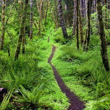 Схема вышивки «Национальный парк Олимпик, Вашингтон»