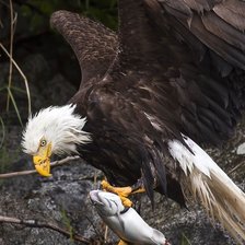 Схема вышивки «Орёл»