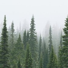 Схема вышивки «Лес»