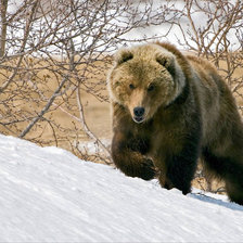 Схема вышивки «Медведь»