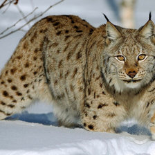 Схема вышивки «Рысь»