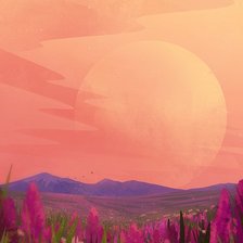 Ирисы на закате