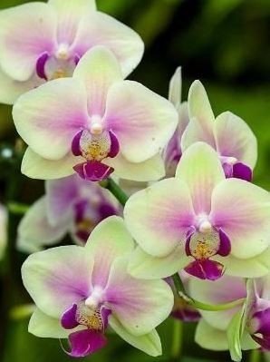 орхідея - квіти - оригинал