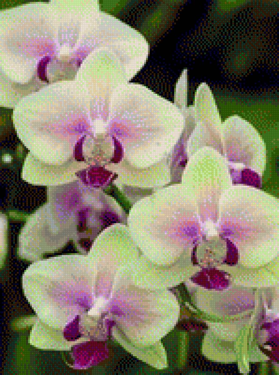 орхідея - квіти - предпросмотр