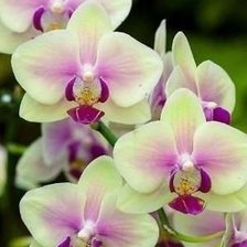 Схема вышивки «орхідея»