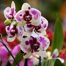 Схема вышивки «орхідея»