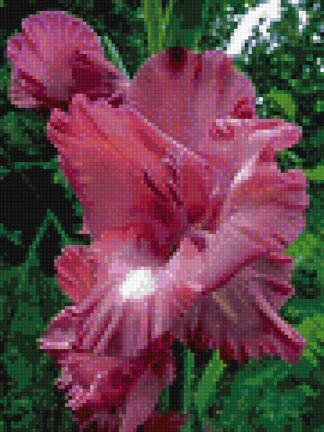 розовый гладиолус - цветы - предпросмотр