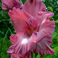 Схема вышивки «розовый гладиолус»