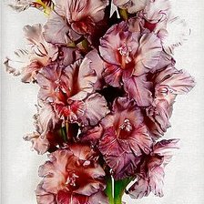 Схема вышивки «розовые гладиолусы»