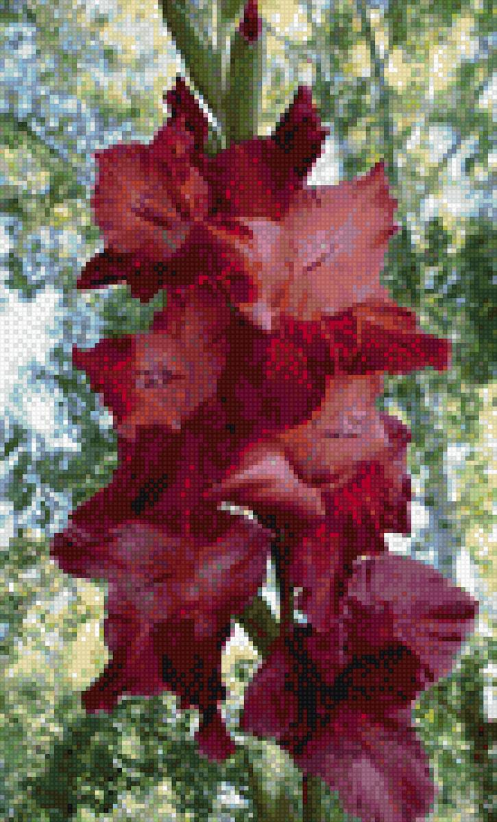 красный гладиолус - предпросмотр