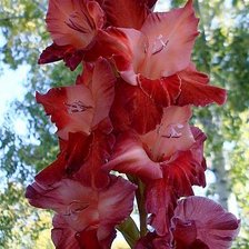 Схема вышивки «красный гладиолус»