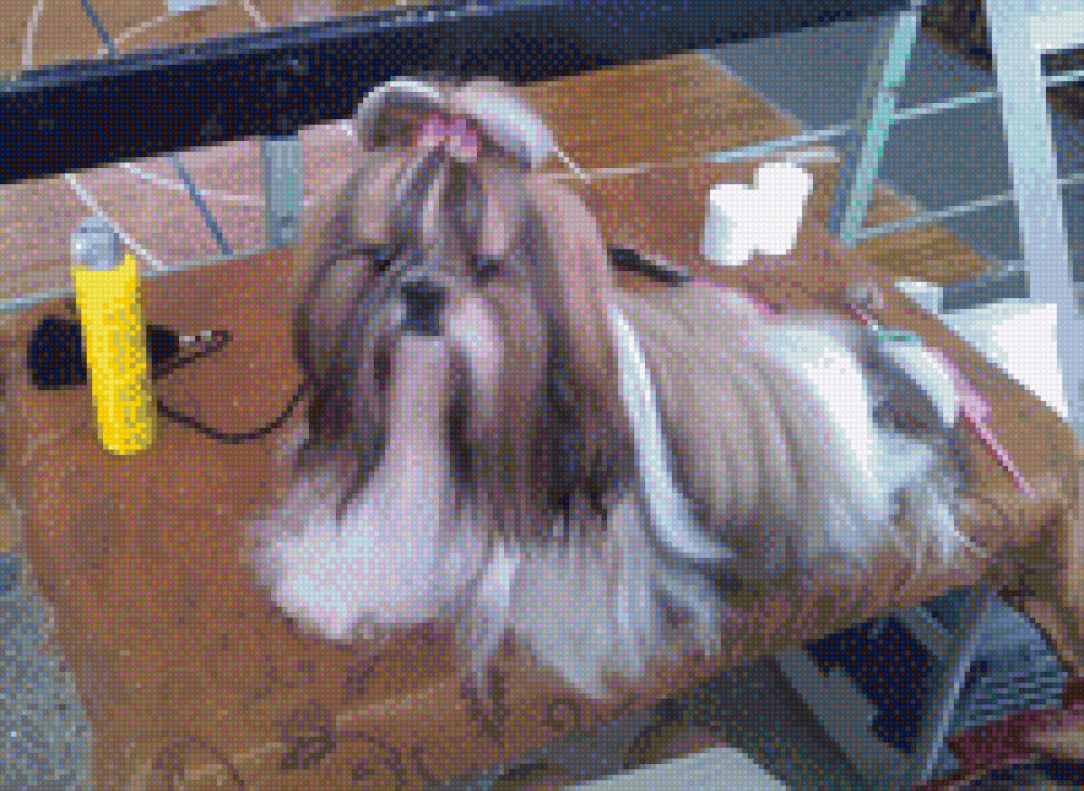 в ожидании - собака - предпросмотр