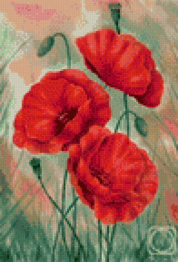 Маки - цветы, маки - предпросмотр