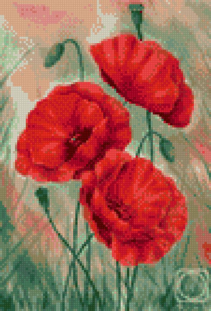 Маки - цветы, маки - предпросмотр