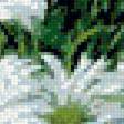 Предпросмотр схемы вышивки «Ромашки» (№1440498)