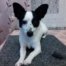 Схема вышивки «Ася»