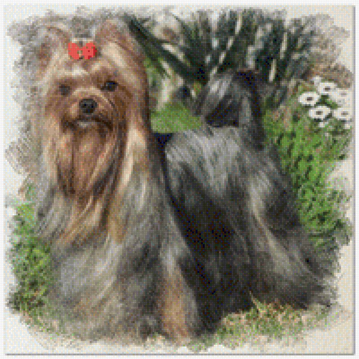 YORKSHIRE TERRIER COLOR - предпросмотр