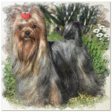 YORKSHIRE TERRIER COLOR