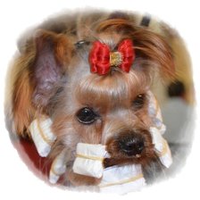 Схема вышивки «YORKSHIRE TERRIER»