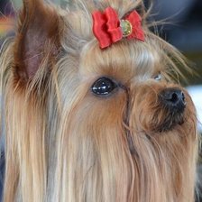 Схема вышивки «YORKSHIRE TERRIER»