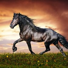 Схема вышивки «красавец»