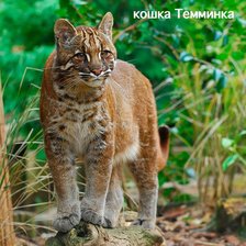 Схема вышивки «Котик»