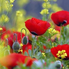 Схема вышивки «квіти2»