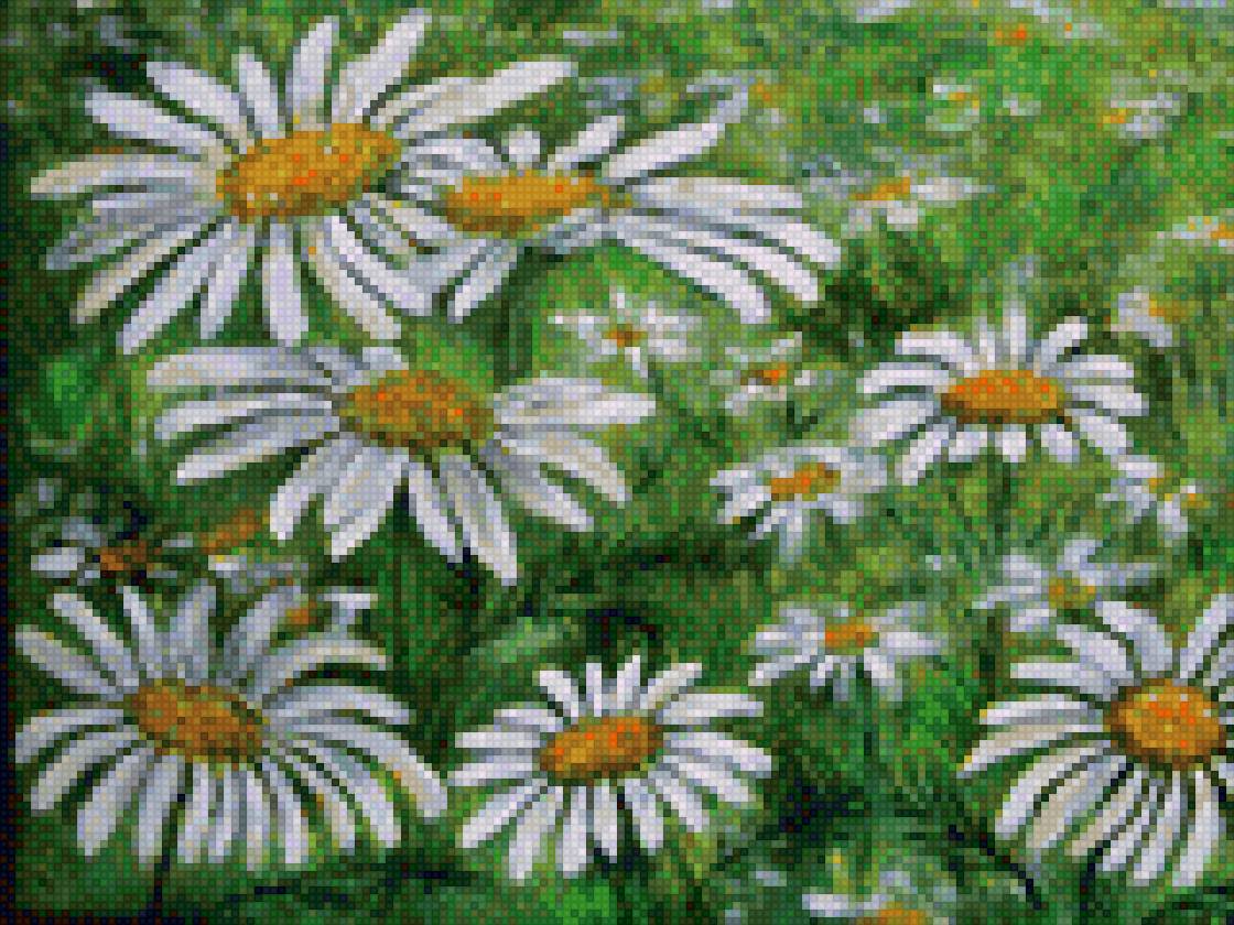 Ромашки. - поле, цветы, ромашки - предпросмотр