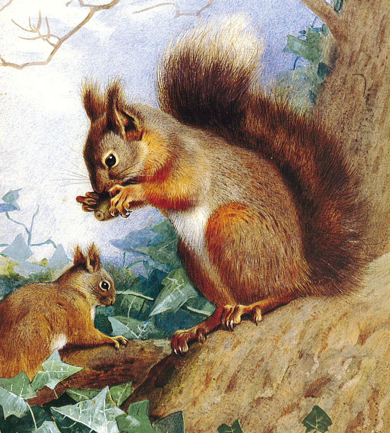 белка - белка - оригинал