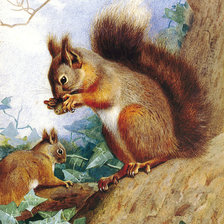 Схема вышивки «белка»