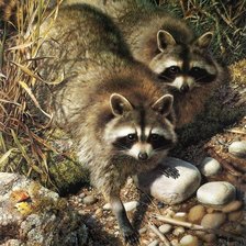 Схема вышивки «raccoon carl brenders»