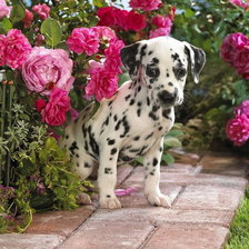 Схема вышивки «мордашка))»