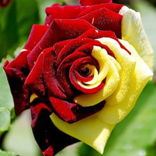 Схема вышивки «роза»