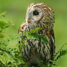 Схема вышивки «№1442895»