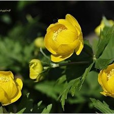 Схема вышивки «Купальницы»