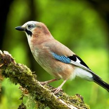 Схема вышивки «птичка»