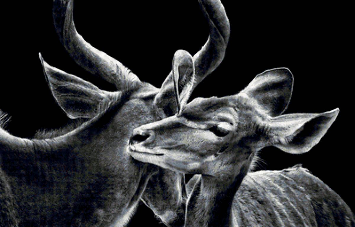 олени - животные - предпросмотр