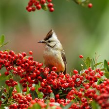 Схема вышивки «птичка»